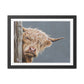 Highland Cow Framed Art Print