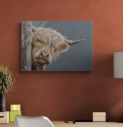 Highland Cow Acrylic Wall Art Print