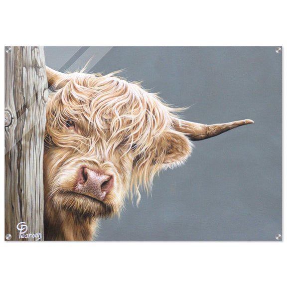 highland cow acrylic wall art print